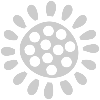 Sunflower  vector