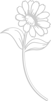 Sunflower vector