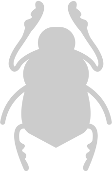 Egypt scarab vector
