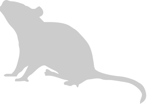Mouse animal vector