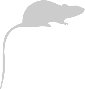 Mouse animal vector