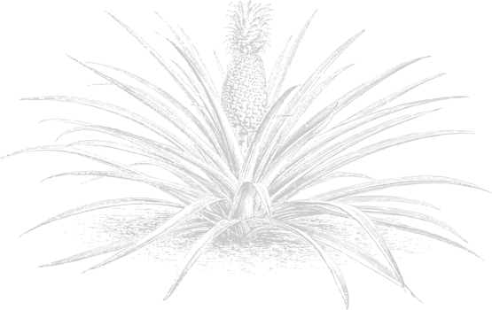 Pineapple sketch vector