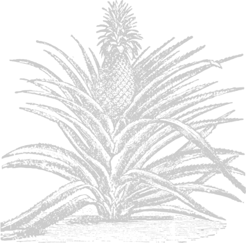 Pineapple sketch vector
