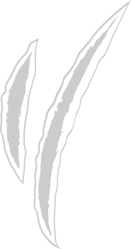 Scratch vector