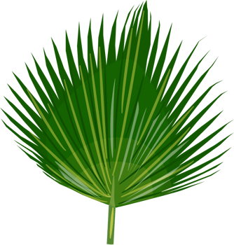 Palm vector