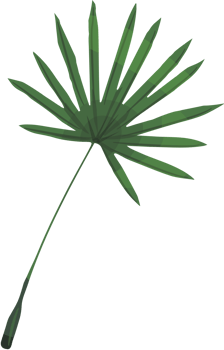 Palm vector
