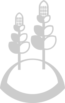 Corn farm vector