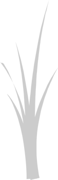Farm wheat vector