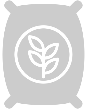 Farm wheat vector