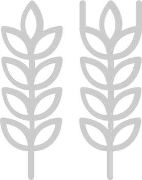 Farm wheat vector