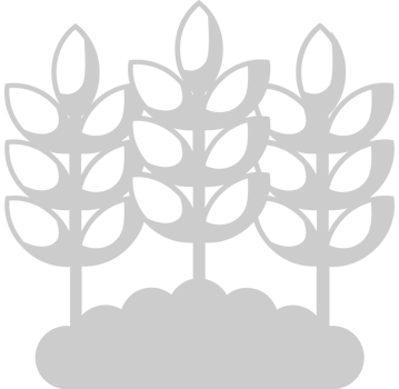Farm wheat vector