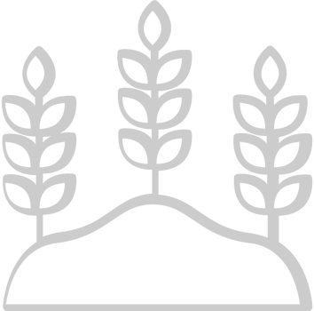 Farm wheat vector