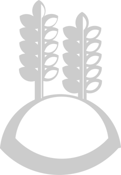 Farm wheat vector