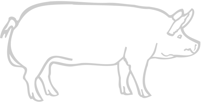 Farm animal pig vector