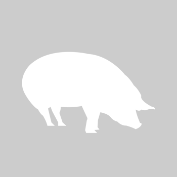 Farm animal pig vector