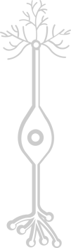 Neuron biology vector