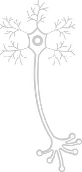 Neuron biology vector