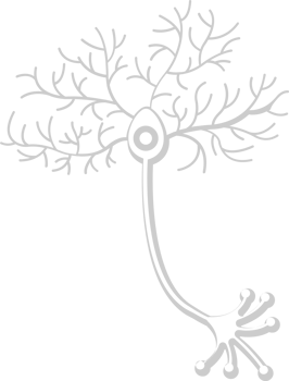 Neuron biology vector