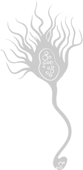 Neuron biology vector