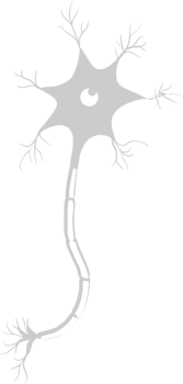 Neuron biology vector