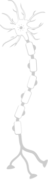Neuron biology vector