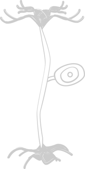 Neuron biology vector