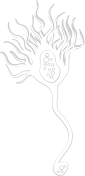 Neuron biology vector