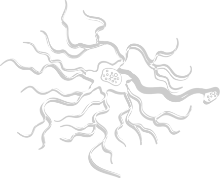 Neuron biology vector