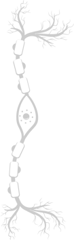 Neuron biology vector