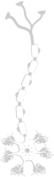 Neuron biology vector