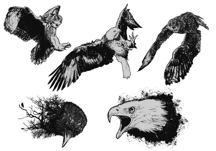 Birds Of Prey Vectors Birds Of Prey Vectors