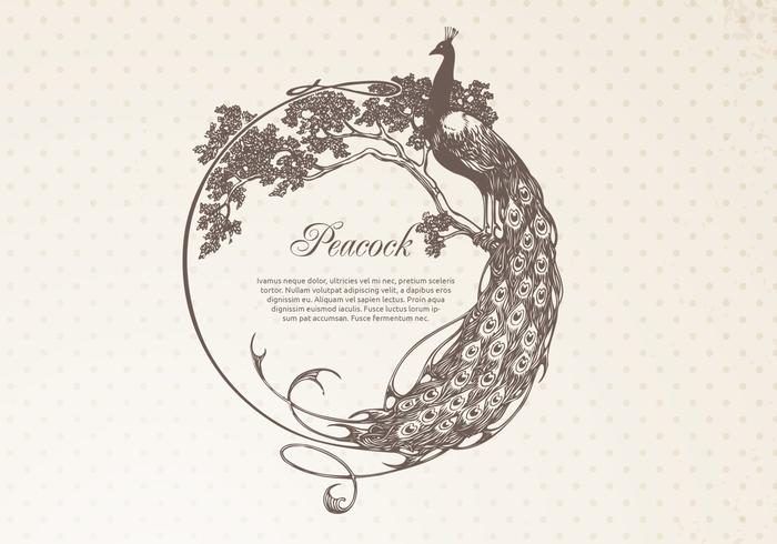 Hand Drawn Peacock Frame Banner Vector Hand Drawn Peacock Frame Banner Vector