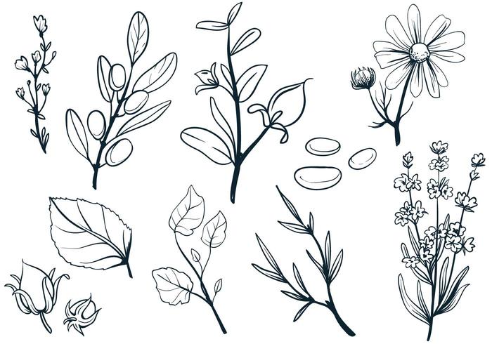 Cosmetic Herbs Vectors Cosmetic Herbs Vectors