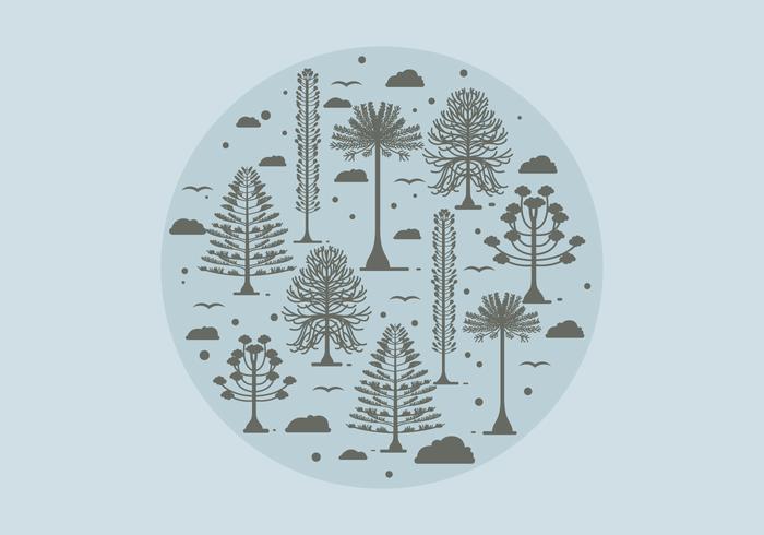 Araucaria Circle Vector Araucaria Circle Vector