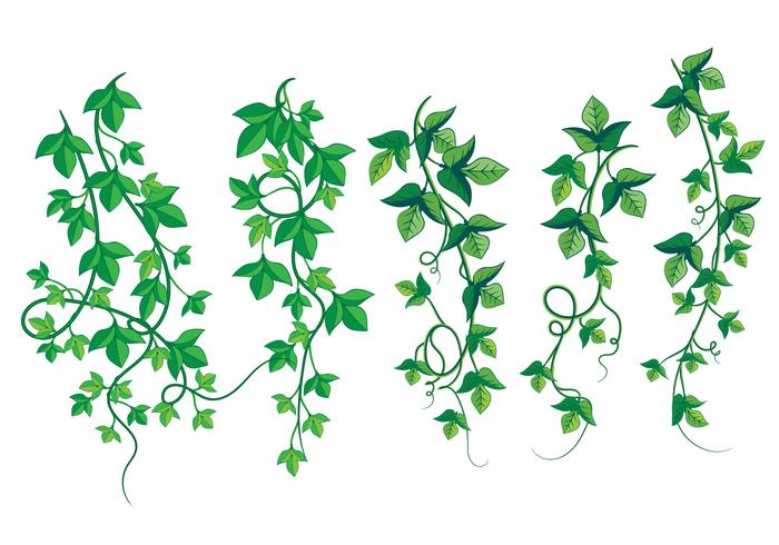 Illustration of Wild Growing Poison Ivy Illustration of Wild Growing Poison Ivy