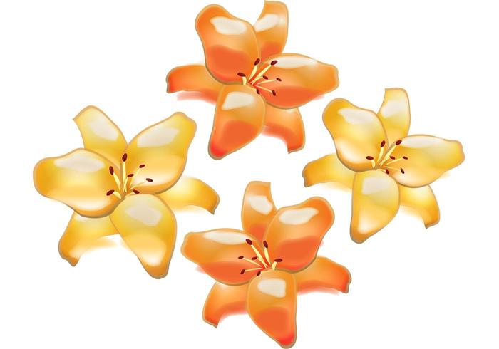 Flower Vector - Lily Flower Flower Vector - Lily Flower