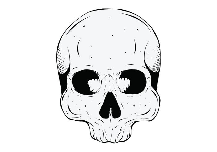 Human Skull Human Skull