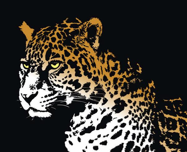 Jaguar Vector Jaguar Vector