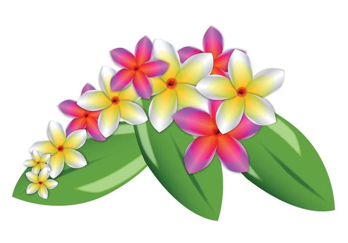 Plumeria Vector Flowers Plumeria Vector Flowers