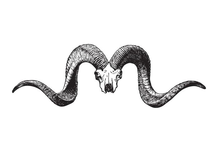 Animal Skull Vector Animal Skull Vector