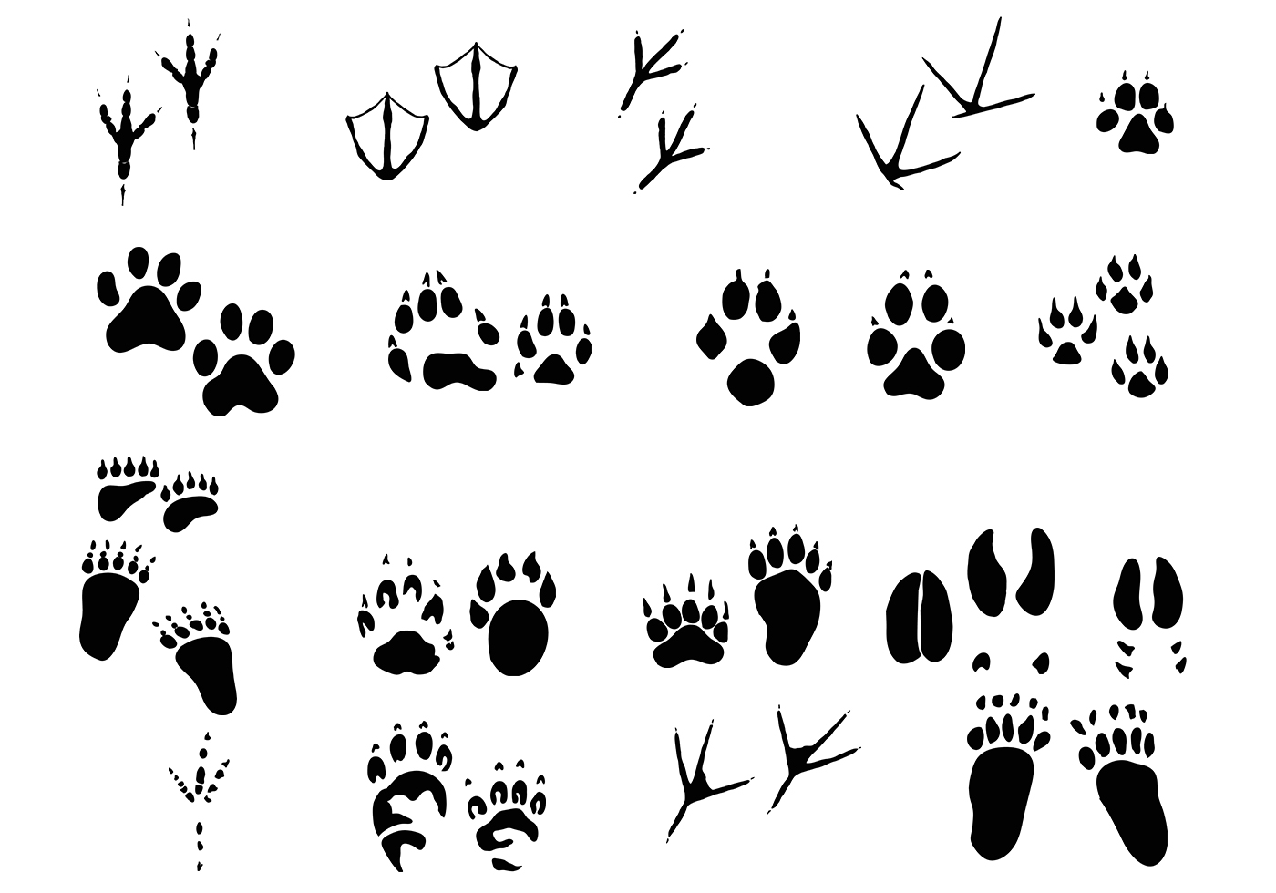 Download Amazing Animal Tracks Vector Pack 6665 - Download Free Vectors, Clipart Graphics & Vector Art