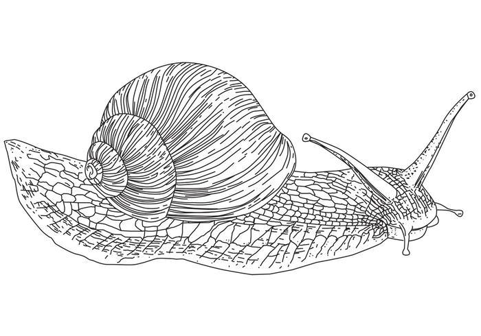 Vector Snail Vector Snail