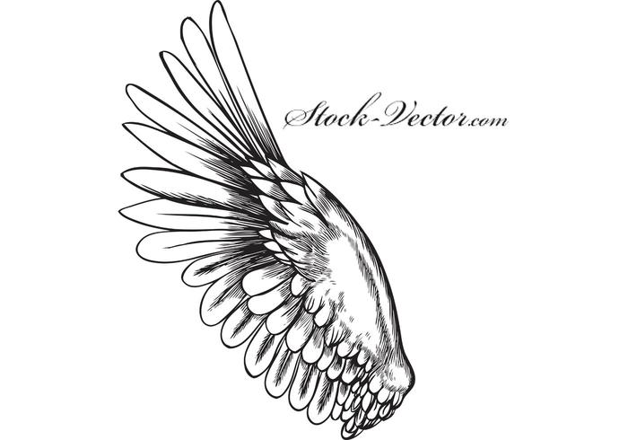 Free vector wing Free vector wing