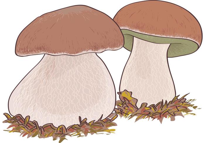 Mushroom Boletus edulis Mushroom Boletus edulis