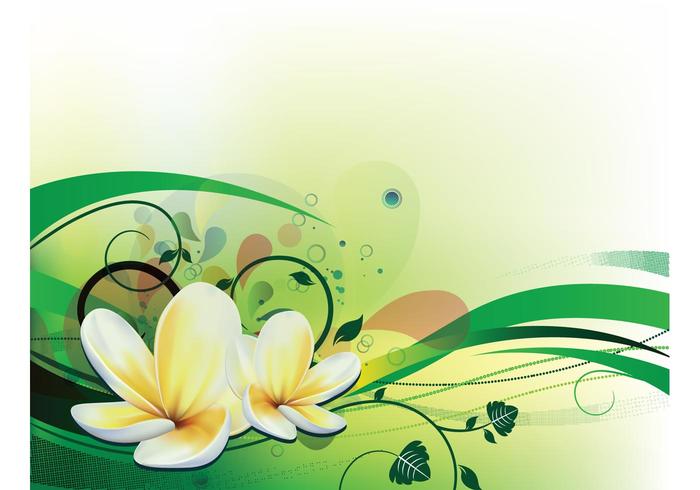 Vector illustration with plumeria Vector illustration with plumeria