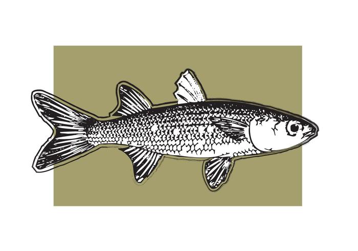 Sport Spinning Trout Pack Download