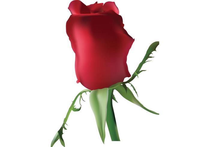 Flower Vector Rose Flower Vector Rose