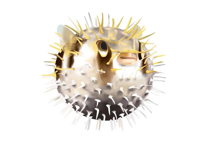 Pufferfish Vector Pufferfish Vector