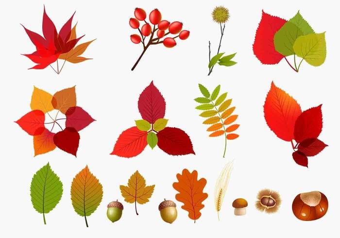 Paquete de vectores de hojas de otoño