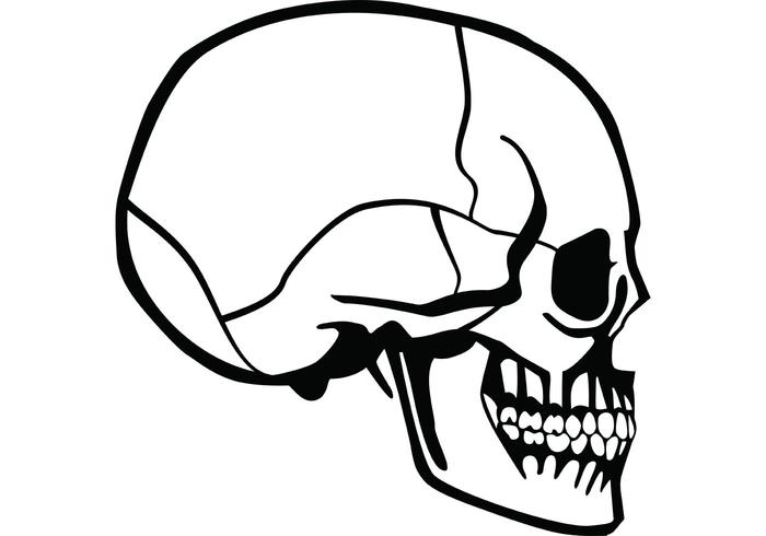 Skull Profile Vector Skull Profile Vector